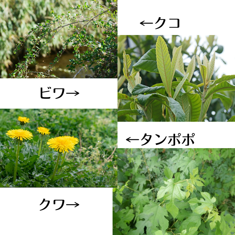 そうかい茶