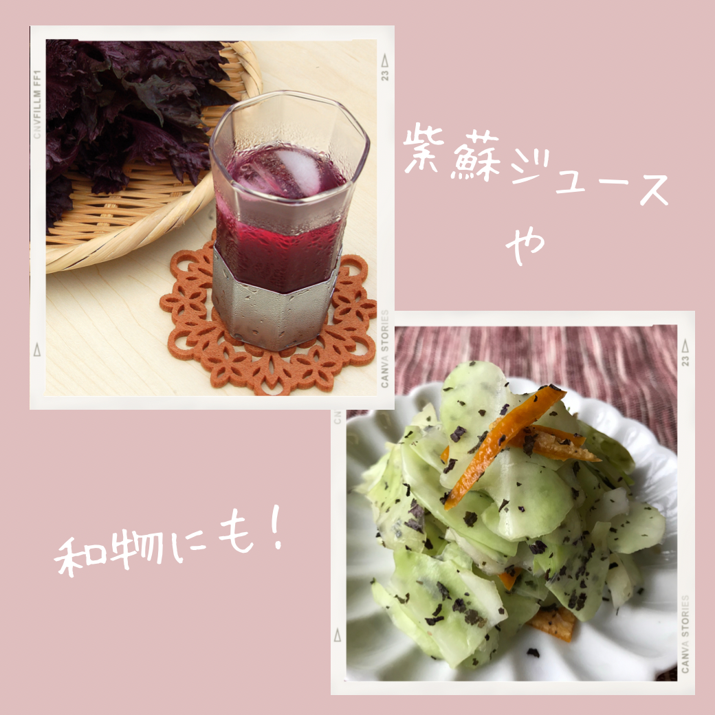 シソの葉