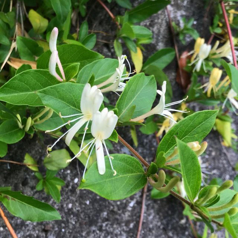 スイカズラ茶 – なかよし薬局