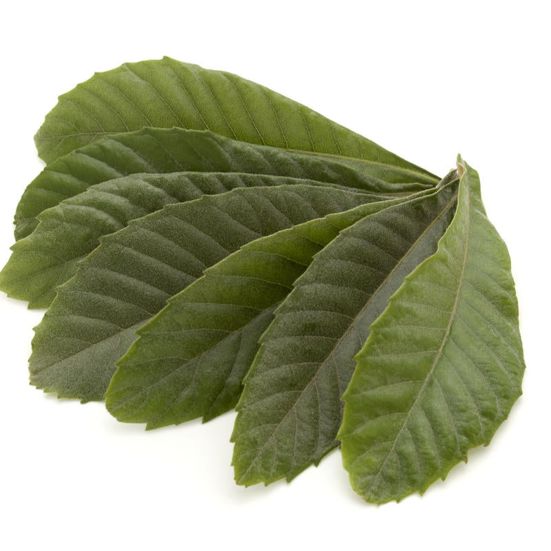 ビワの葉茶