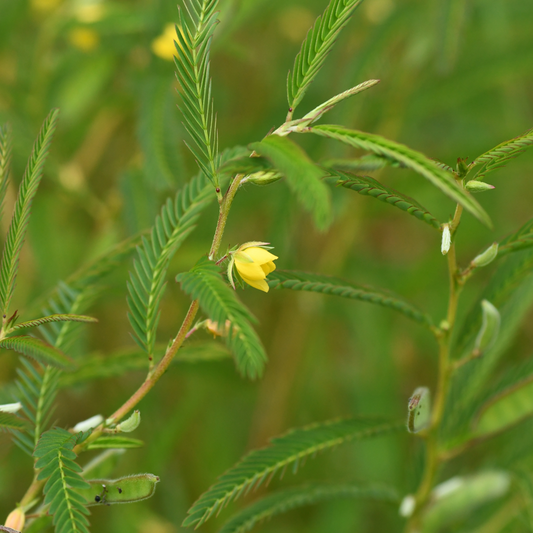 カワラケツメイ茶